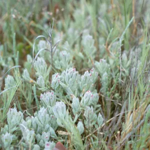 Cordylanthus maritimus