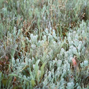 Cordylanthus maritimus