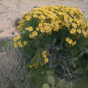 Coreopsis gigantea