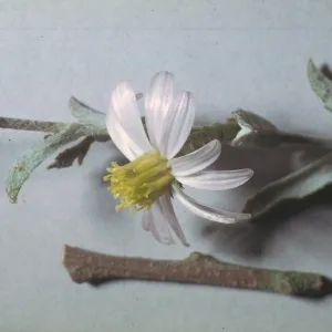 Corethrogyne filaginifolia