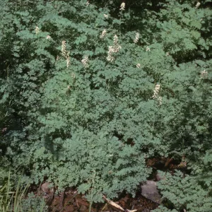 Corydalis caseana