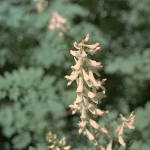 Corydalis caseana