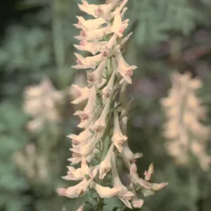 Corydalis caseana