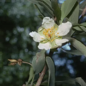 Crossosoma californicum