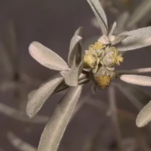 Croton californicus