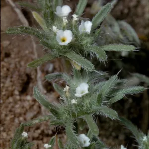 Cryptantha circumscissa