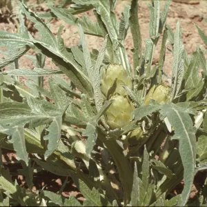 Cynara scolymus