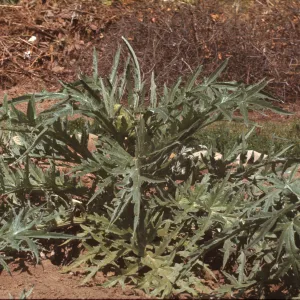Cynara scolymus