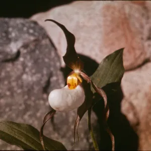 Cypripedium montanum