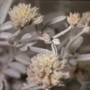 Dalea emoryi