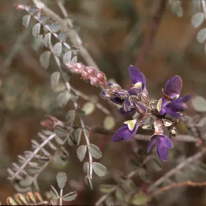Dalea parryi