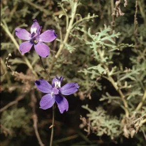 Delphinium parryi