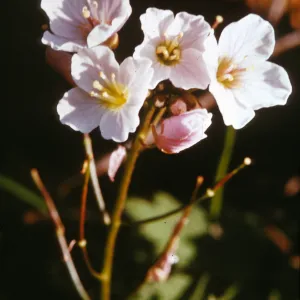 Dentaria californica