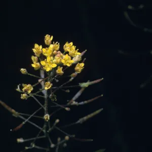 Descurainia pinnata ssp. menziesii