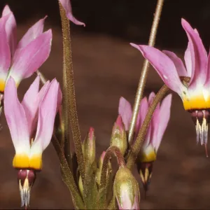 Dodecatheon clevelandii ssp. insulare