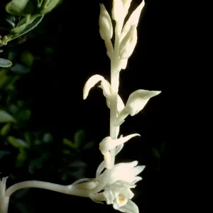 Cephalanthera austiniae
