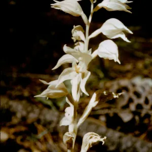 Eburophyton austiniae