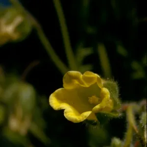 Emmenanthe penduliflora