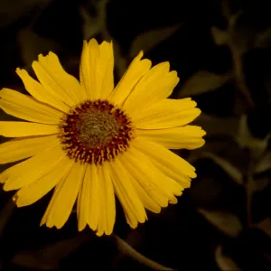 Encelia virginensis ssp. actonii