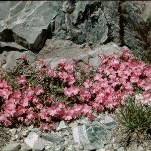 Epilobium obcordatum