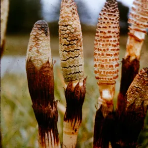 Equisetum telmateia