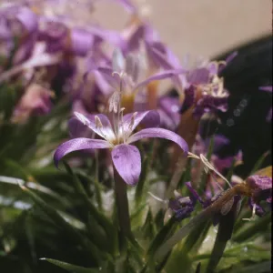 Eriastrum densifolium