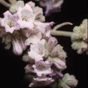 Eriodictyon crassifolium var. denudatum