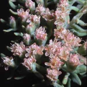 Eriogonum angulosum