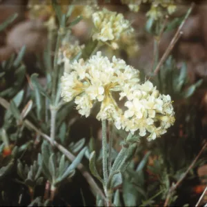 Eriogonum sphaerocephalum