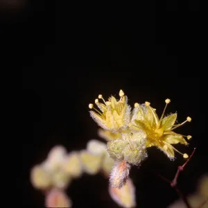 Eriogonum trichopes