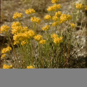 Eriogonum umbellatum ssp. polyanthum