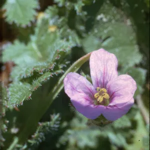 Erodium botrys