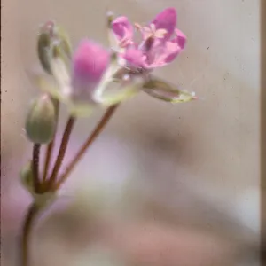 Erodium