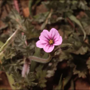 Erodium botrys