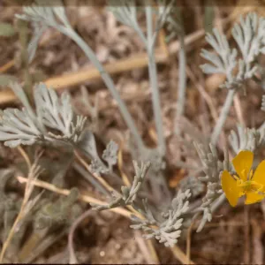 Eschscholzia minutiflora