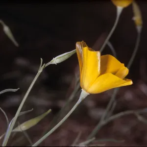 Eschscholzia parishii
