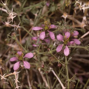 Fagonia californica ssp. Laevis