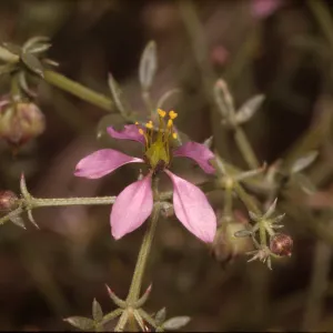 Fagonia californica ssp. Laevis