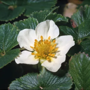 Fragaria