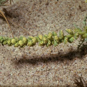 Franseria chamissonis ssp. bipinnatisecta