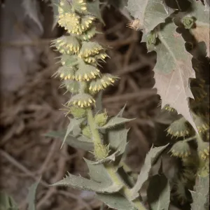 Franseria ilicifolia