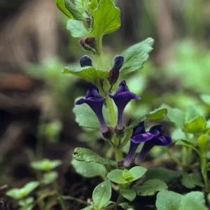 Scutellaria tuberosa
