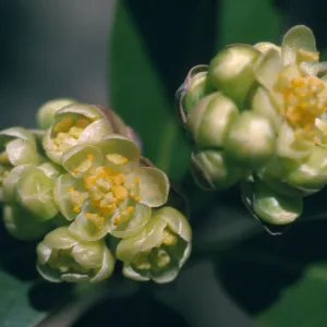 Umbellularia californica