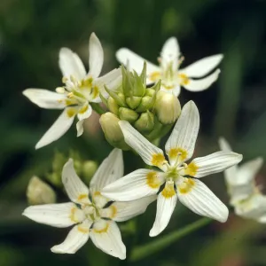 Zigadenus fremontii