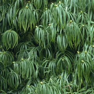 Podocarpus henkelii