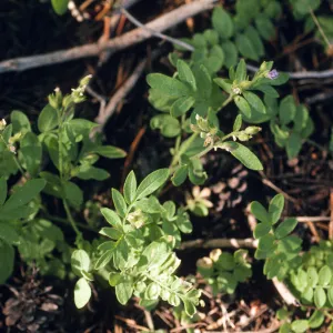 Polemonium californicum