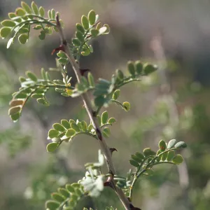 Acacia greggii