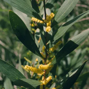 Acacia longifolia