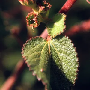 Acalypha