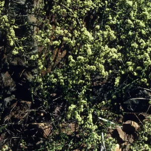 Adolphia californica